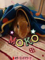 にほんブログ村 うさぎブログ ネザーランドドワーフへ