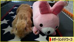 にほんブログ村 うさぎブログ ネザーランドドワーフへ