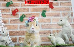 にほんブログ村 うさぎブログ ネザーランドドワーフへ