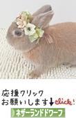 にほんブログ村 うさぎブログ ネザーランドドワーフへ
