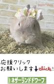 にほんブログ村 うさぎブログ ネザーランドドワーフへ