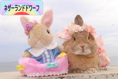にほんブログ村 うさぎブログ ネザーランドドワーフへ