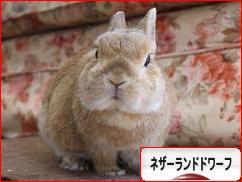 にほんブログ村 うさぎブログ ネザーランドドワーフへ