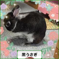 にほんブログ村 うさぎブログ 黒うさぎへ