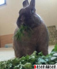 にほんブログ村 うさぎブログ 老うさぎ・高齢うさぎへ