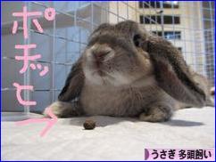 にほんブログ村 うさぎブログ うさぎ 多頭飼いへ