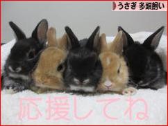 にほんブログ村 うさぎブログ うさぎ 多頭飼いへ