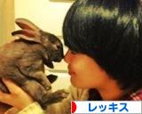 にほんブログ村 うさぎブログ レッキス・ミニレッキスへ
