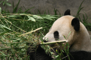 パンダ