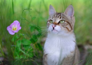 普通ってなに？