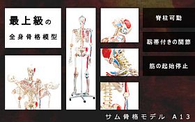 全身骨格模型