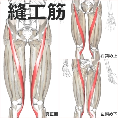 「縫工筋」の画像検索結果