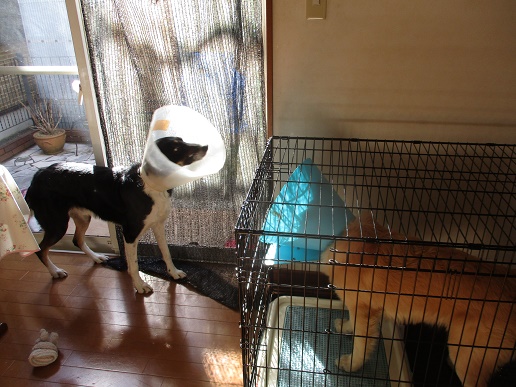 神奈川県大和市の犬の保育園 犬の総合施設 Robin S House