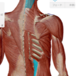 頭板状筋腰方形筋