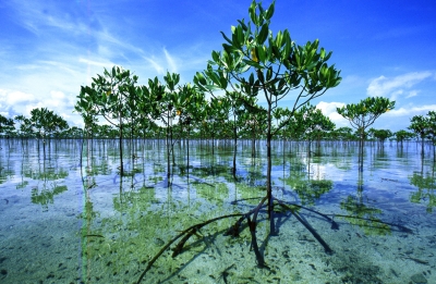 今では9カ国、7,543ヘクタールに広がるマングローブの森。地域の人々と協働することで環境保全に役立つだけでなく、生活の糧を生み、地域社会を安定させるなど多くの相乗効果を生んでいる。