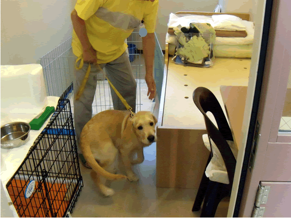 パピープロジェクト犬