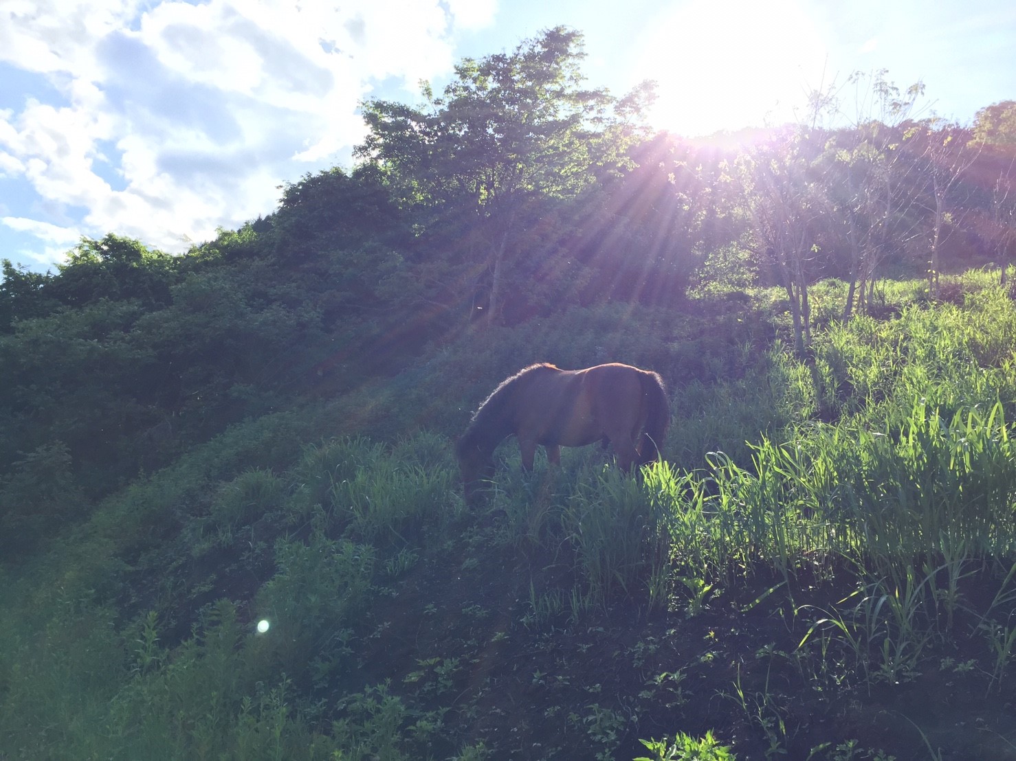 DASH村の様なプロジェクト