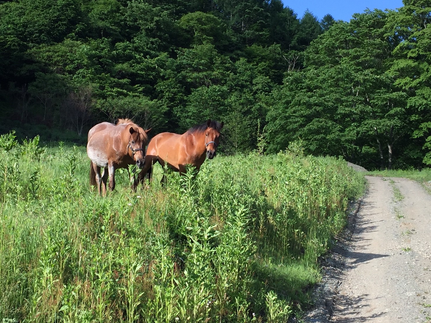 DASH村の様なプロジェクト