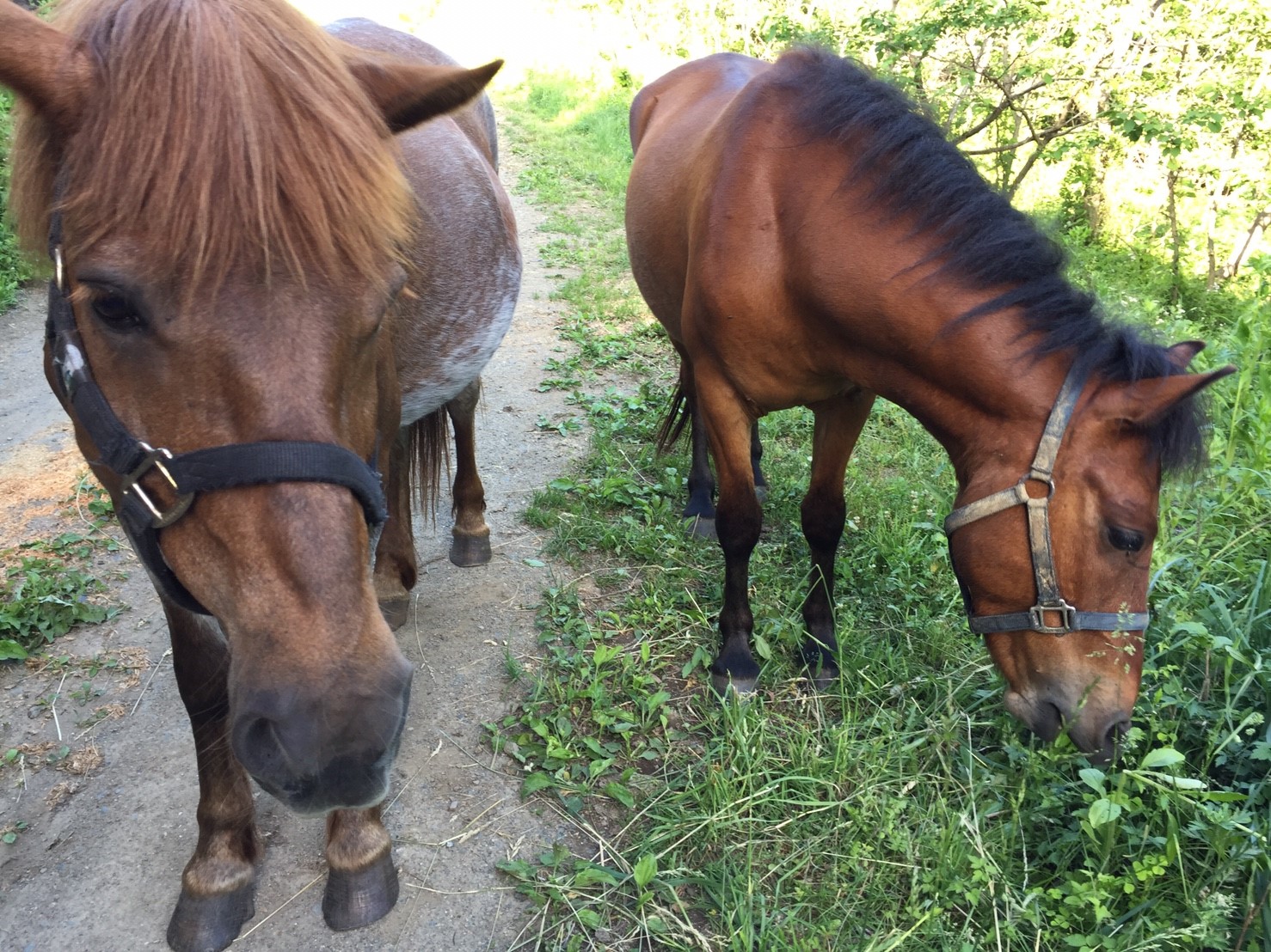 DASH村の様なプロジェクト