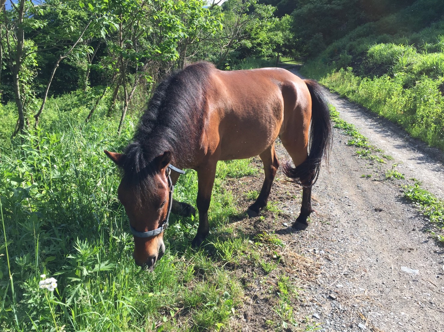 DASH村の様なプロジェクト