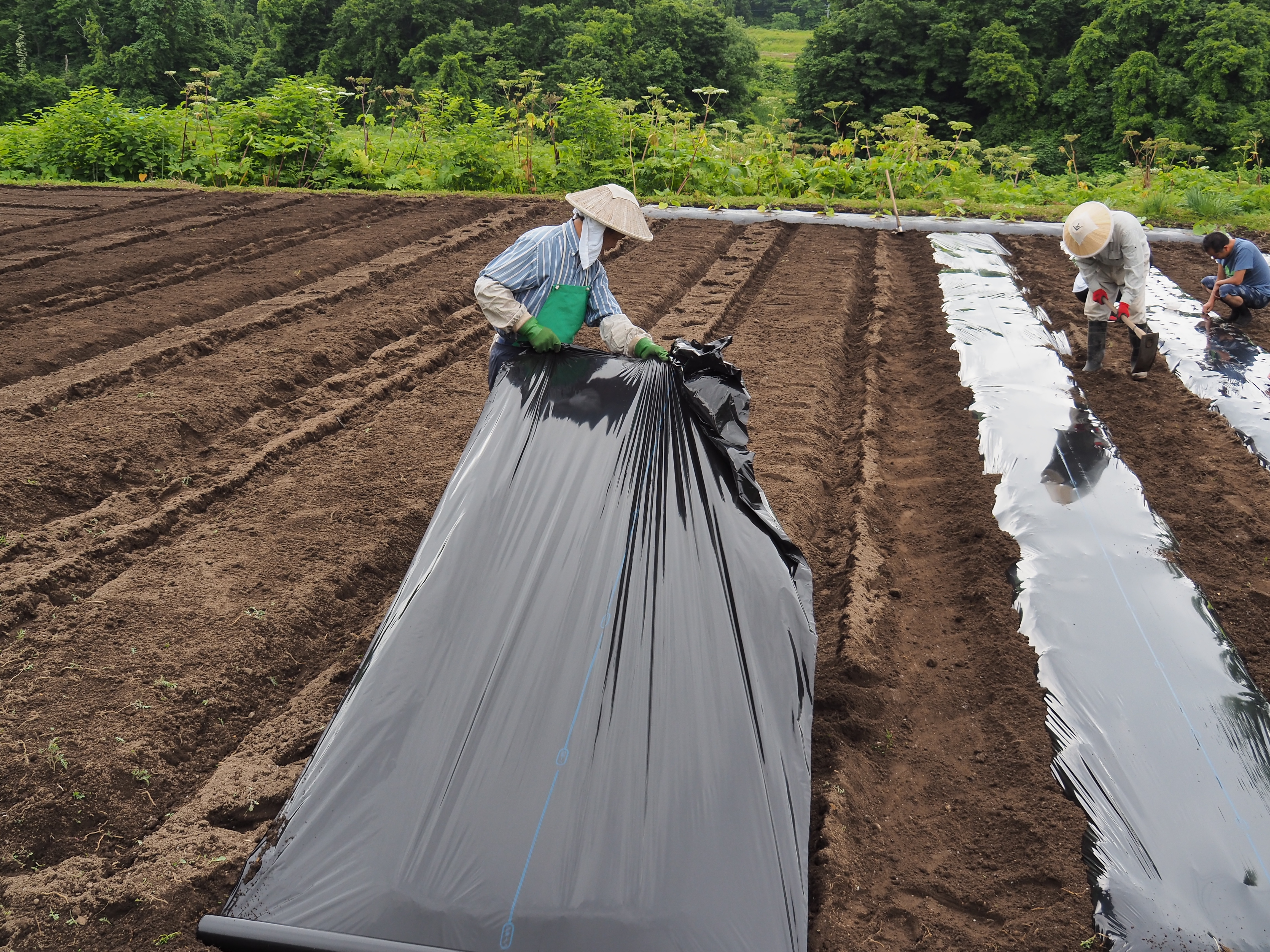 2017年6月17日、山形県戸沢村農作業イベント