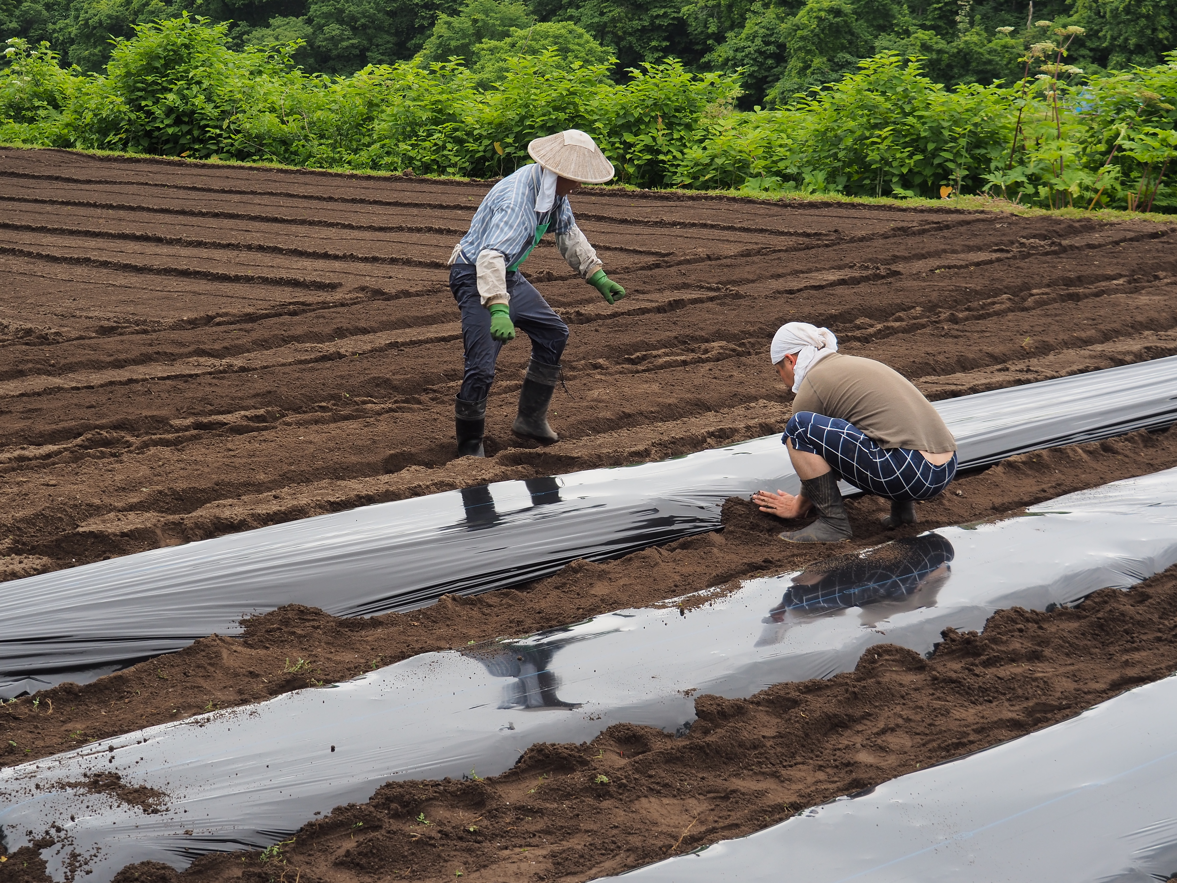 2017年6月17日、山形県戸沢村農作業イベント