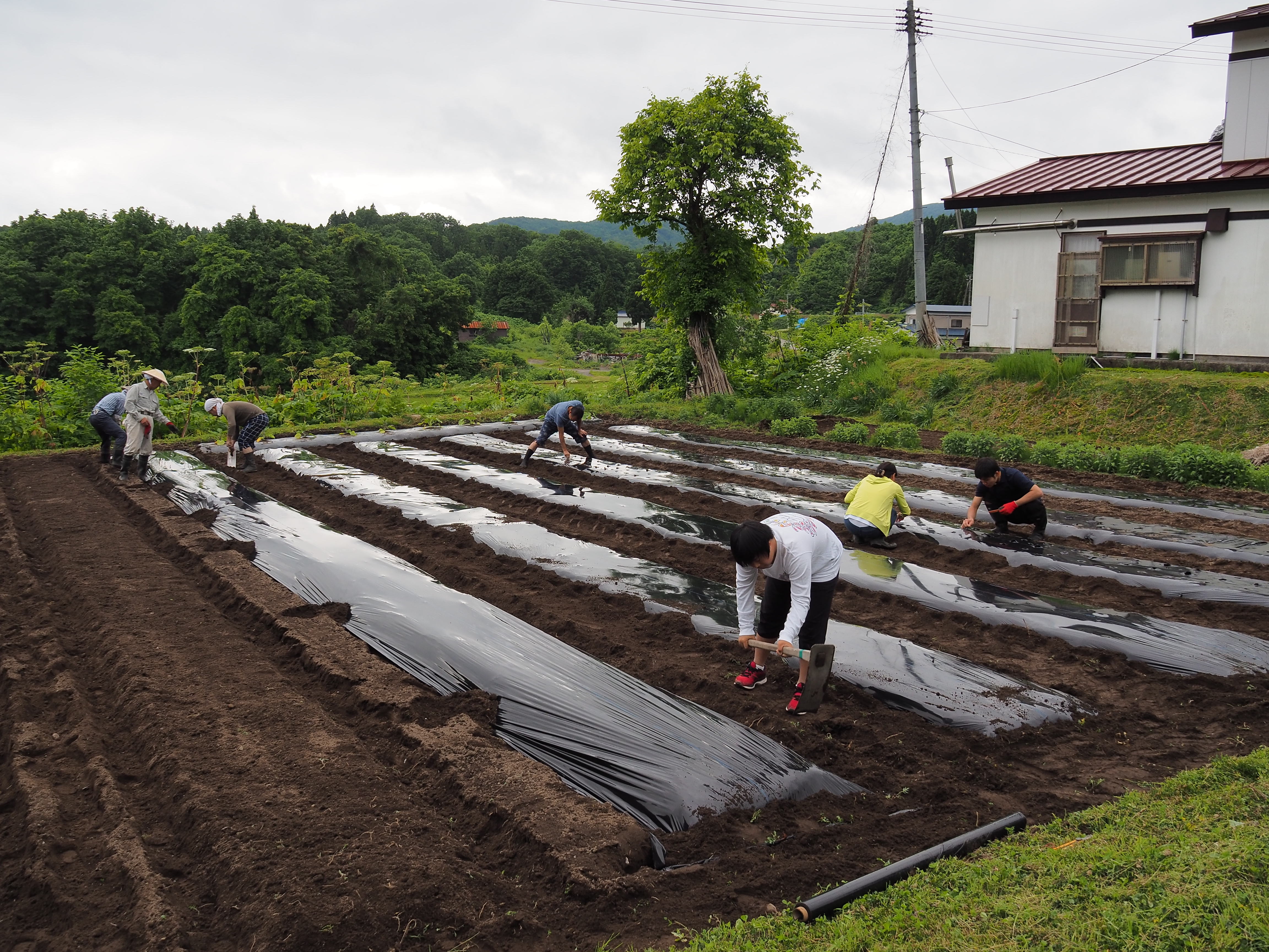2017年6月17日、山形県戸沢村農作業イベント