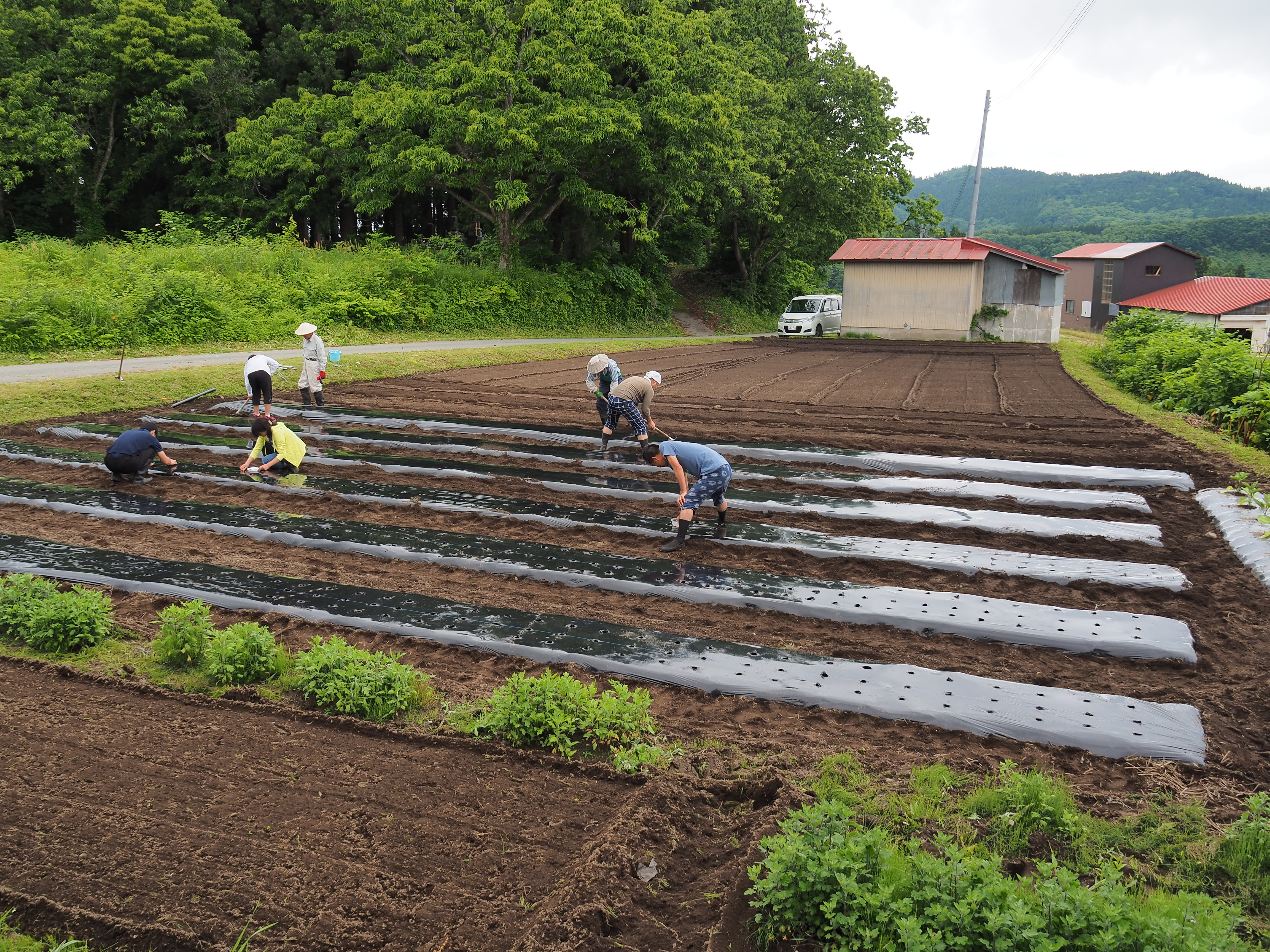 2017年6月17日、山形県戸沢村農作業イベント