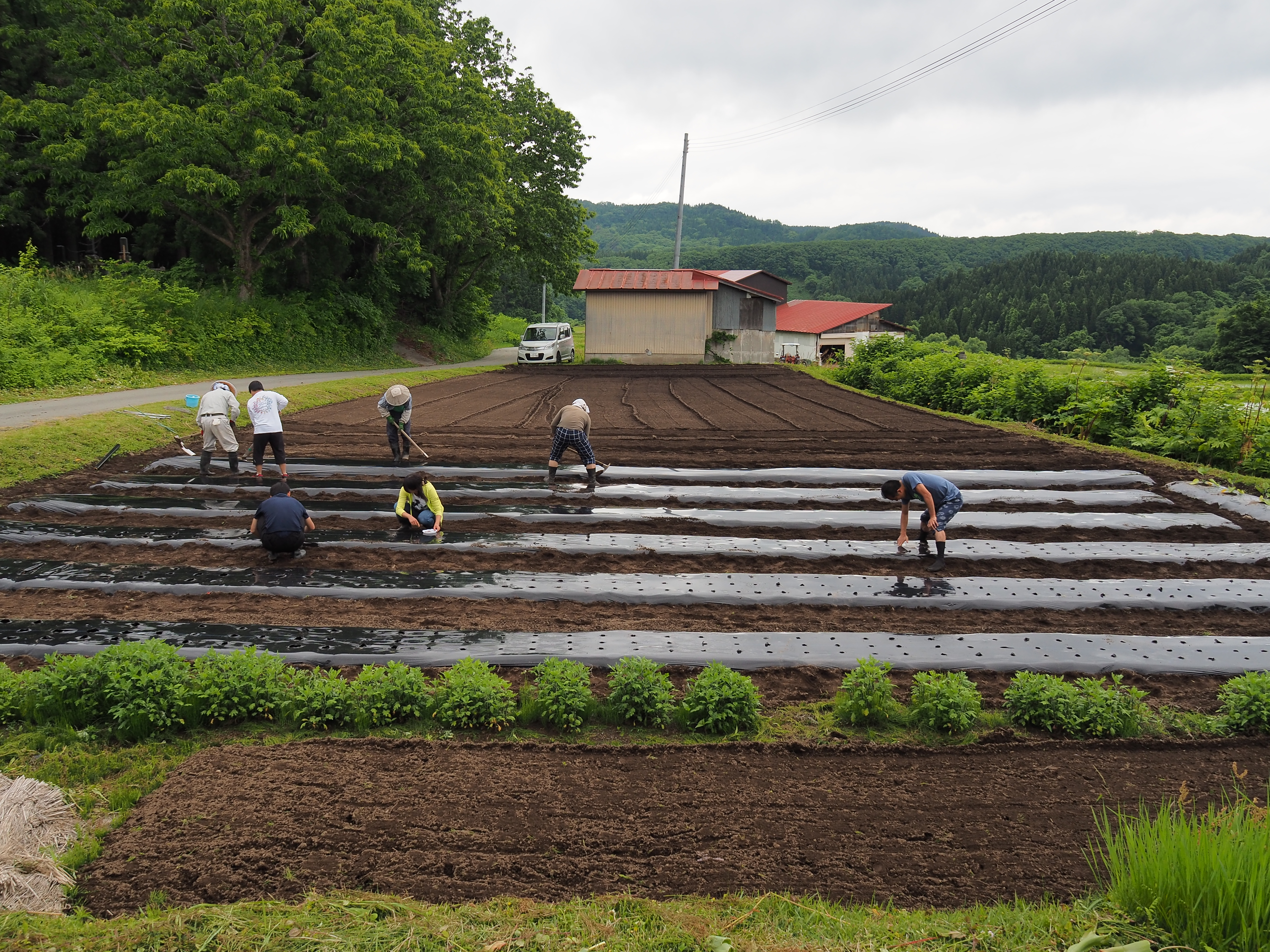 2017年6月17日、山形県戸沢村農作業イベント
