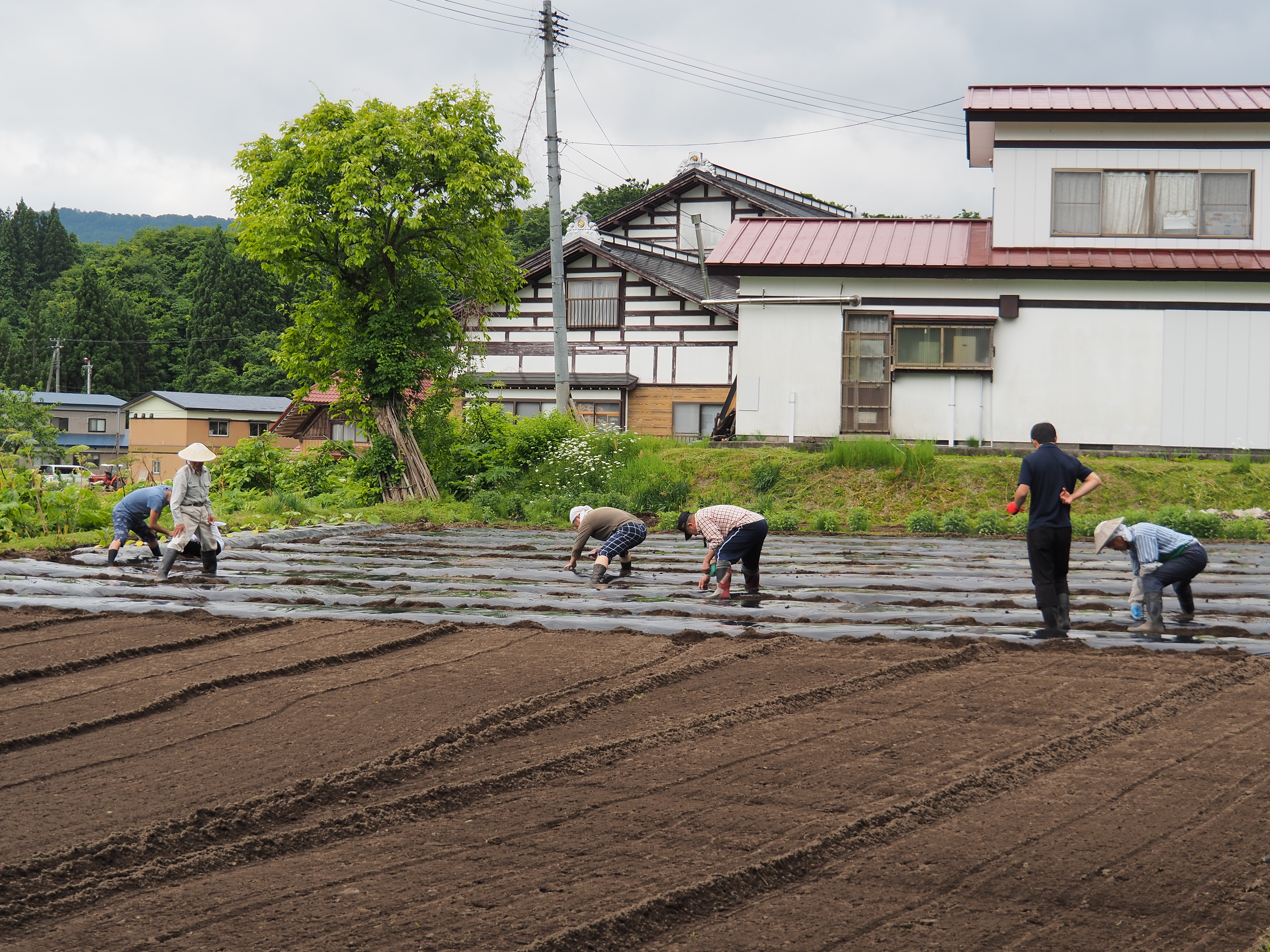 2017年6月17日、山形県戸沢村農作業イベント