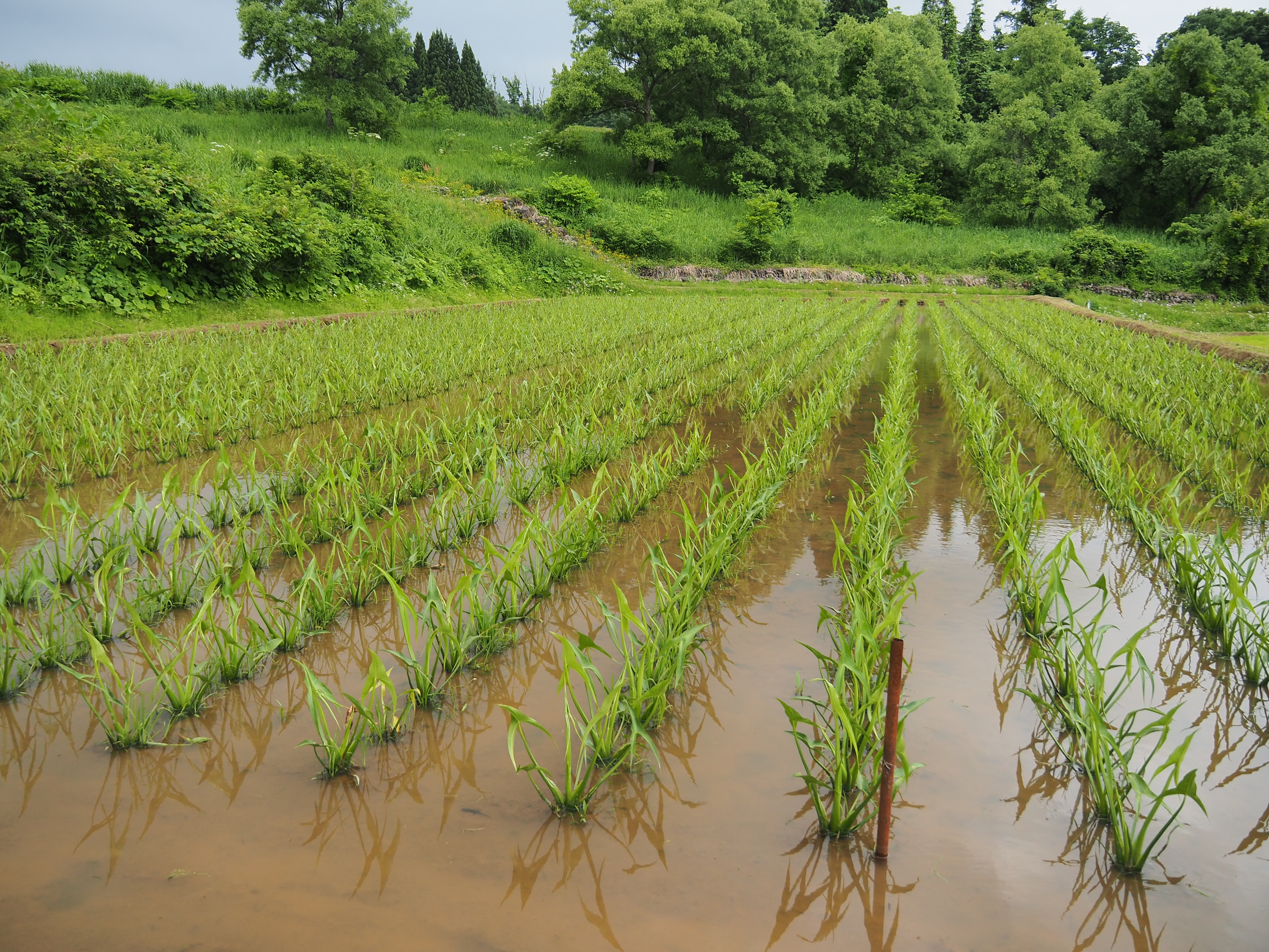 2017年6月17日、山形県戸沢村農作業イベント
