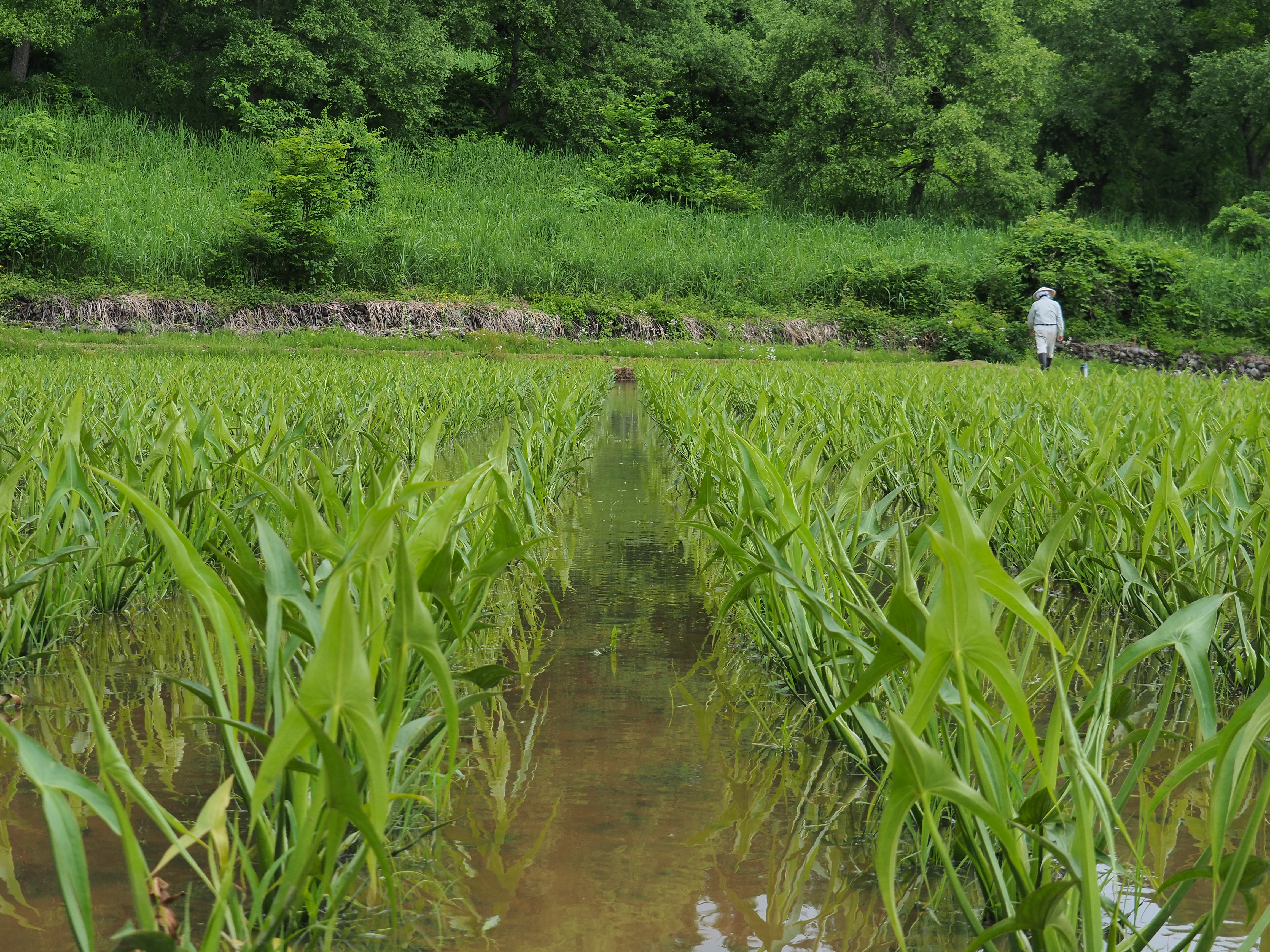 2017年6月17日、山形県戸沢村農作業イベント