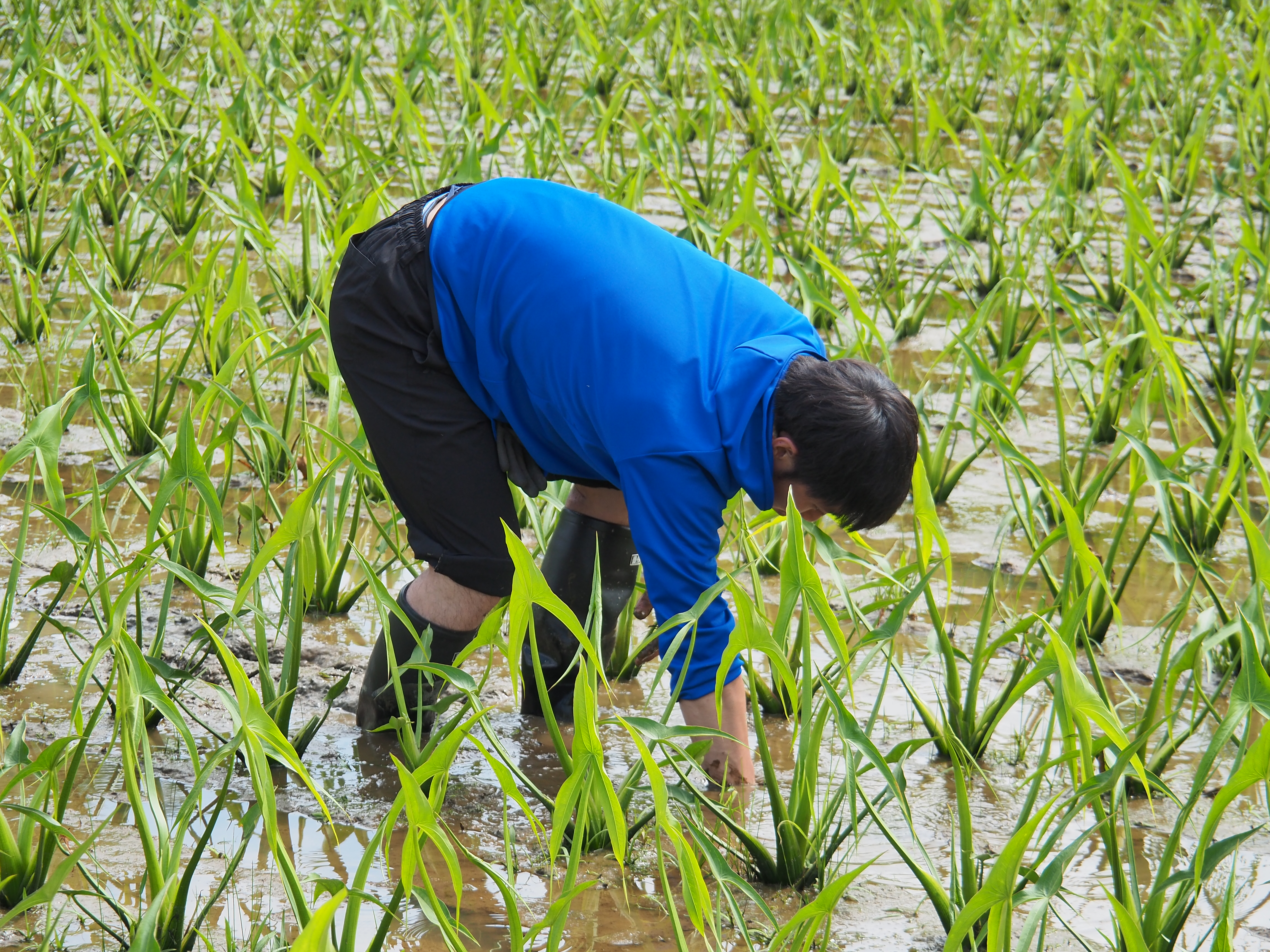 2017年6月17日、山形県戸沢村農作業イベント