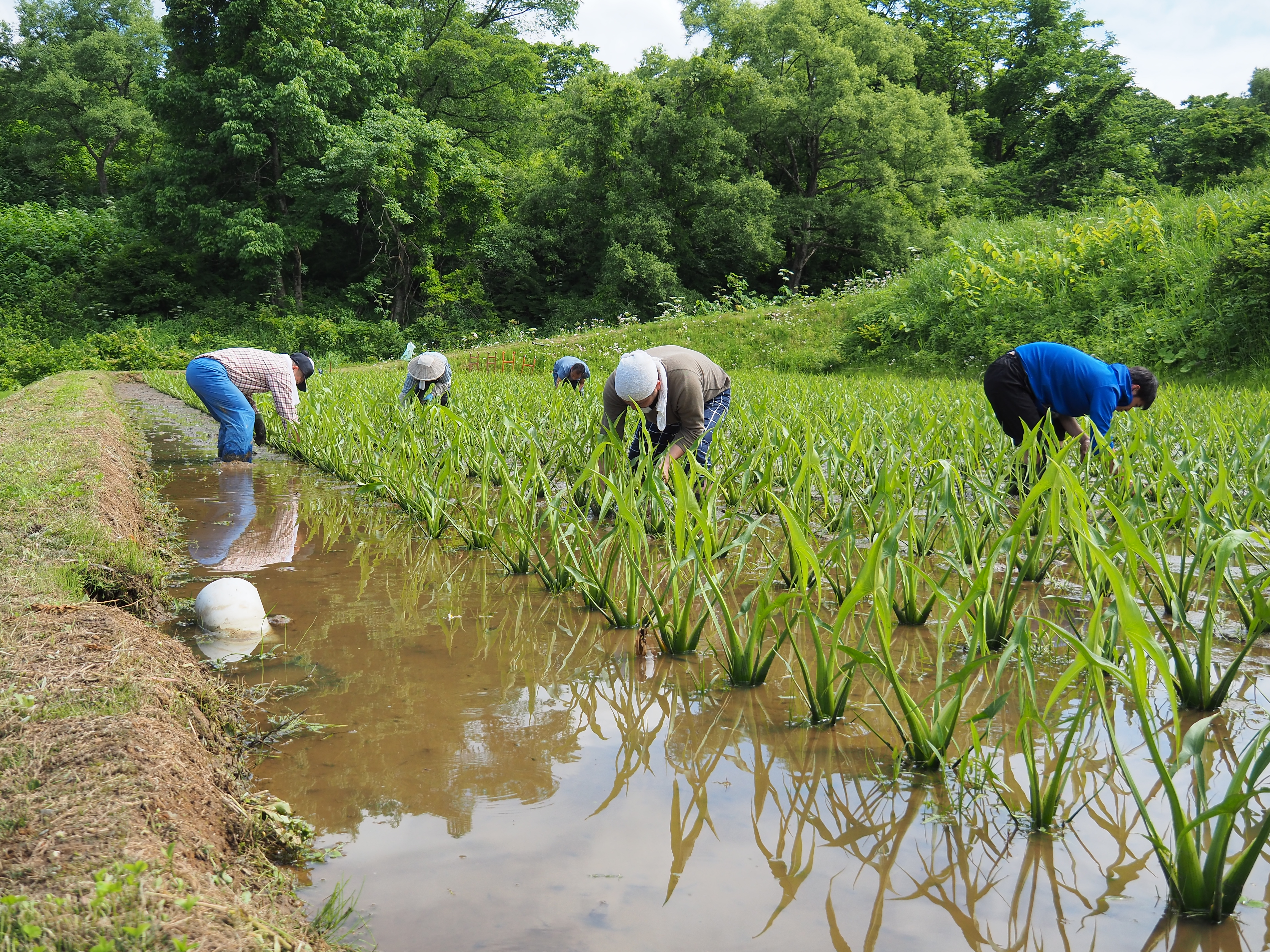 2017年6月17日、山形県戸沢村農作業イベント