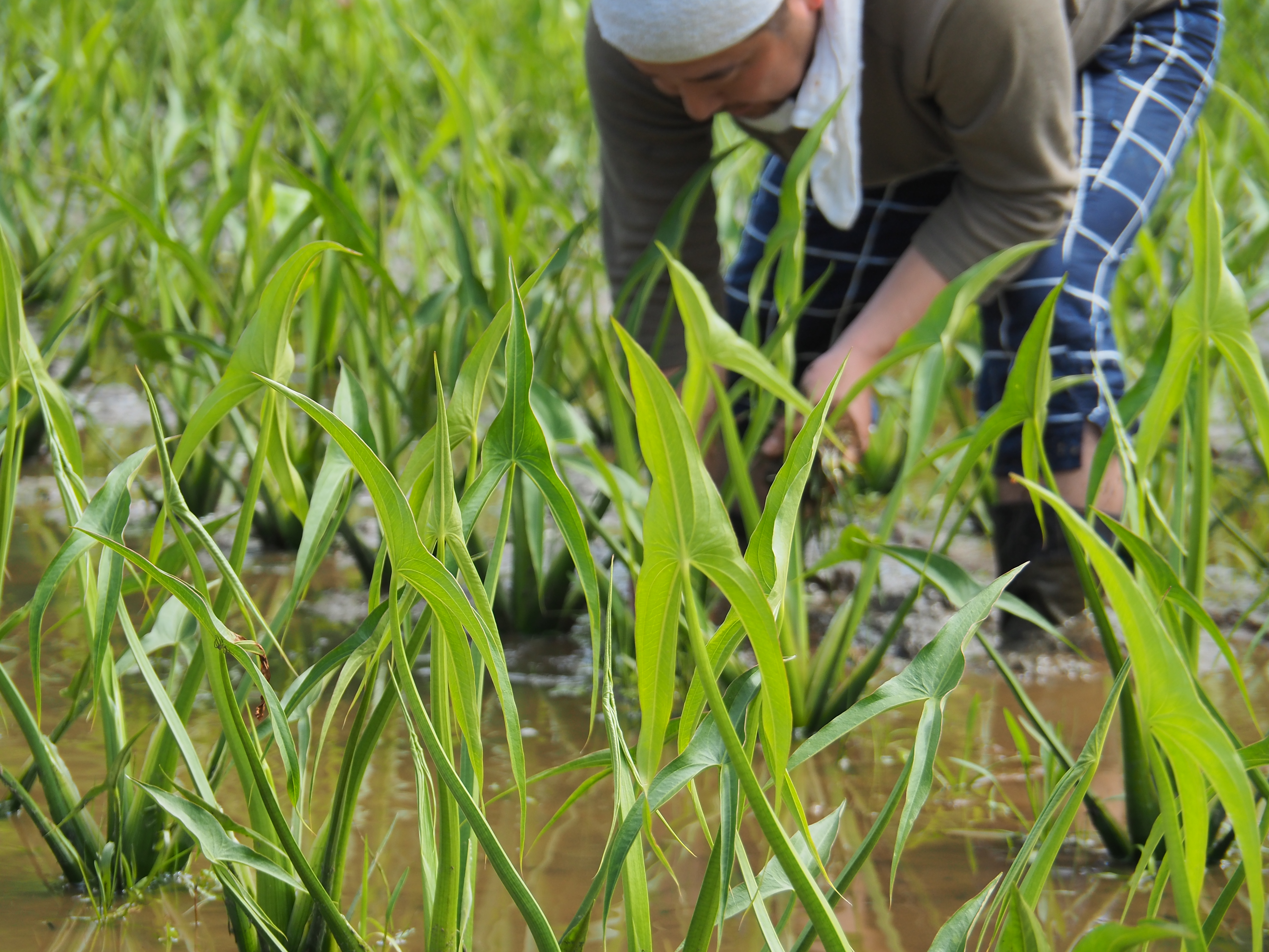2017年6月17日、山形県戸沢村農作業イベント