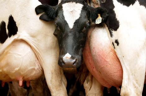 dairy_cows_lead_wideweb__470x312,0(1).jpg