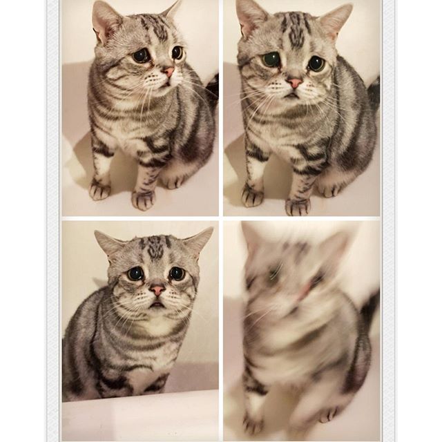 フォロワー12万人 世界一かわいい 困り顔 の猫 ルフちゃんにキュンキュンする イイネッ