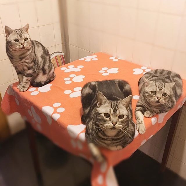 フォロワー12万人 世界一かわいい 困り顔 の猫 ルフちゃんにキュンキュンする イイネッ