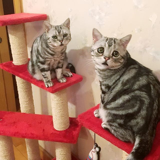フォロワー12万人 世界一かわいい 困り顔 の猫 ルフちゃんにキュンキュンする イイネッ
