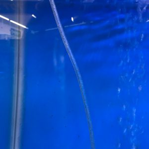 汚れたエアチューブを放置していると魚が死んでしまう サカナ タチハラ Com