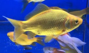 金魚の大きさは決まっていない 飼育環境による成長のちがい 水槽に合わせて巨大化の限界を迎える サカナ タチハラ Com