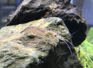 元気なヤマトヌマエビを選ぶには ツマツマ を見ましょう サカナ タチハラ Com