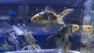 金魚　様 ◇金魚入荷part8 天青（てんせい）名前の由来も素敵でした。 | サカナ