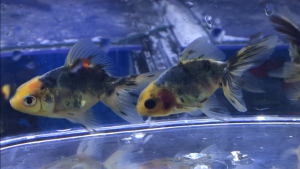 金魚入荷part8 天青 てんせい 名前の由来も素敵でした サカナ タチハラ Com 金魚入荷part8 天青 てんせい 名前の由来も素敵でした サカナ タチハラ Com