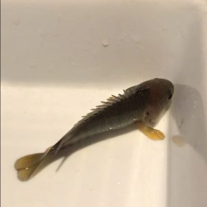 キノボリウオって本当に登るの 飼育は難しくないが気をつける サカナ タチハラ Com キノボリウオって本当に登るの 飼育は難しくないが気をつける サカナ タチハラ Com