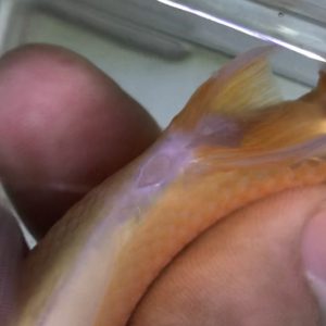 金魚のオス とメス の判断 写真付き 簡単な見分け方から 白点病との見分け方まで5パターンご サカナ タチハラ Com 金魚のオス とメス の判断 写真付き 簡単な見分け方から 白点病との見分け方まで5パターンご サカナ タチハラ Com