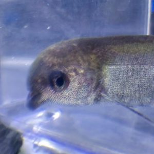 水槽で飼える イルカ クジラ がいる マルクセニウス トーマーシ Marcusenius サカナ タチハラ Com 水槽で飼える イルカ クジラ がいる マルクセニウス トーマーシ Marcusenius サカナ タチハラ Com