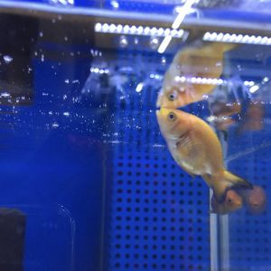 金魚が水面でパクパクしてる原因とは 鼻あげ する３つの理由とは サカナ タチハラ Com