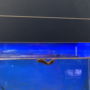 金魚のウンチが浮かぶ理由 糞で飼育や餌の状態把握 健康のバロメーター サカナ タチハラ Com 金魚のウンチが浮かぶ理由 糞で飼育や餌の状態把握 健康のバロメーター サカナ タチハラ Com