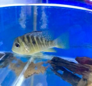中型熱帯魚の混泳選び方 シクリッド ナマズ コイ カラシン グループを超えて組み合わせる サカナ タチハラ Com 中型熱帯魚の混泳選び方 シクリッド ナマズ コイ カラシン グループを超えて組み合わせる サカナ タチハラ Com